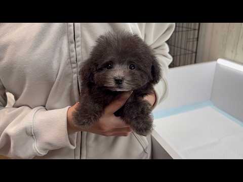 YouTube動画のサムネイル