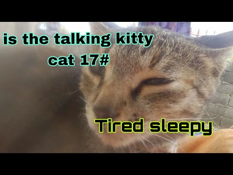 is the talking kitty cat 17# - pretty tired