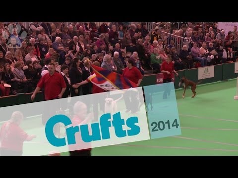 Obreedience | Introduction Parade | Crufts 2014