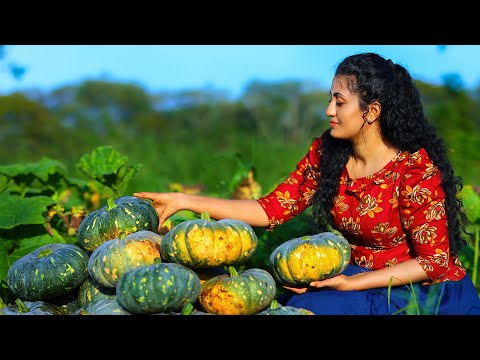 Floury Pumpkin Delights π± Harvesting, Cooking, and Enjoying Sri Lankan Pumpkin Dishes with Family