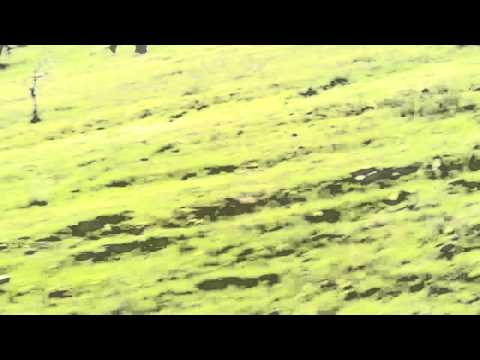 el perro pele y el mas rapido de lolol