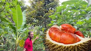 Jungle Durian: 3-year-old Food Forest Farm Tour -  Dry Season Ready - Tropical Permaculture