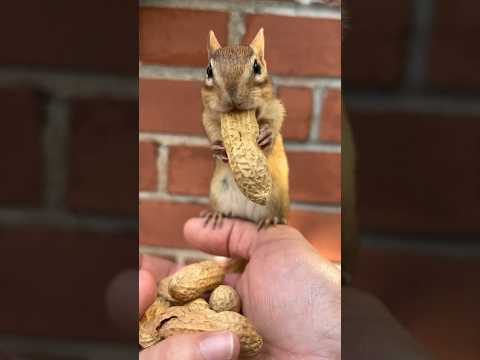 Chipmunk N Long peanut! 😁🐿 #tiktokviral