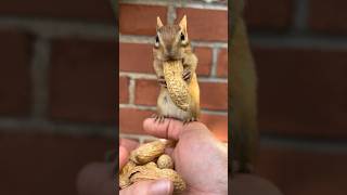 Chipmunk N Long peanut! 😁🐿 #tiktokviral