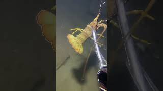 I catching seafood on the seafloor-P1025-4.#fishing #ocean #deepsea #nature #beach