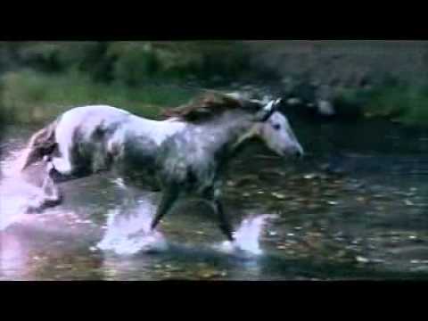 Cavalo Bravo video