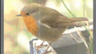 The Robins Song