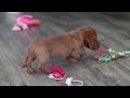 Miniature Dachshund dogs for sale: Lily - Video 1