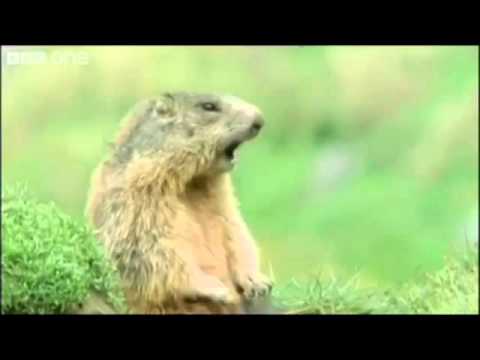 BBC Talking Animals - Steve Allen