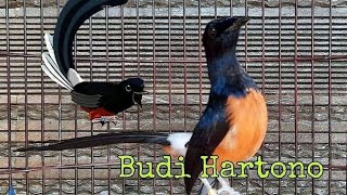 Download lagu MURAI BATU Gacor Full Isian Cucak Jenggot Cililin Kenari Love Bird Kapas Tembak | Favorit Juri mp3