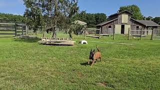 Video preview image #1 Mutt Puppy For Sale in Stevens Point, WI, USA