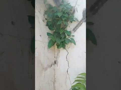 relocating Divyang trees