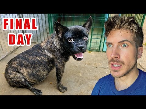 Rescuing a Pregnant Dog from a kill shelter!