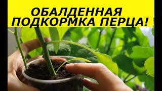 Чем поливать перец для хорошего урожая