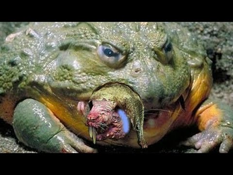 That time I played Clan Pestilens