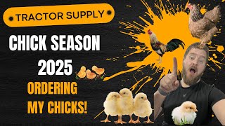 Tractor Supply Chicken Breeds: Which Ones Make the Cut Order Online With Me For Chick Season 2025!