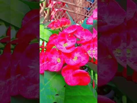 Flawar lover#short #foryou