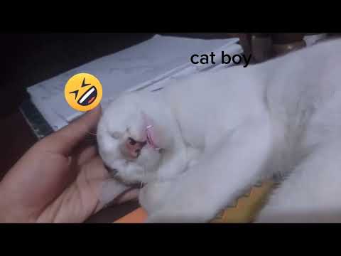 cat boy  vs  cat girl😅😅