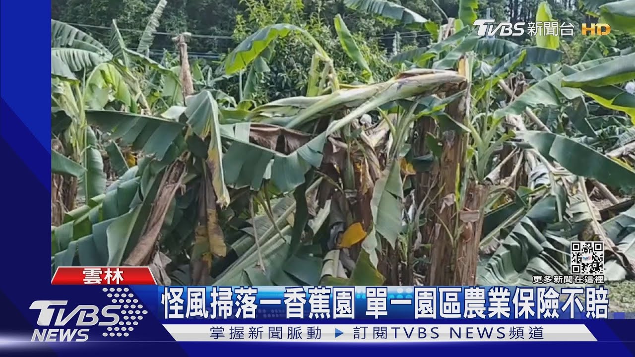 怪風掃落一香蕉園 單一園區農業保險不賠