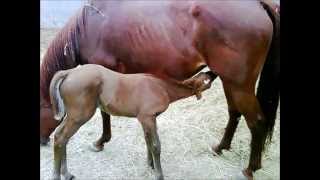 EL CANTADOR - VICENTE FERNANDEZ CON LETRA