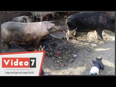 , title : 'تربية الخنازير تنتعش فى الجيزة.. سعر الكيلو من 60 لـ100 جنيه'