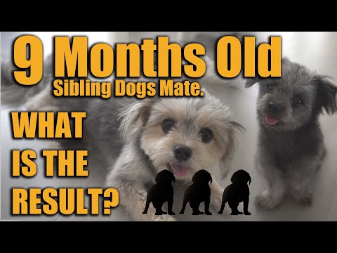 9 Months Old Sibling Dogs Mate. What is the result?