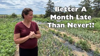 Summer Garden Update