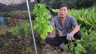 여름상추 7월에 심어서 지금까지 수확!! 잘 되게 가꾸는 방법은?