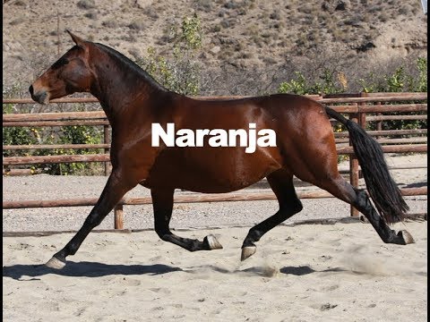 Naranja - DIC 2018