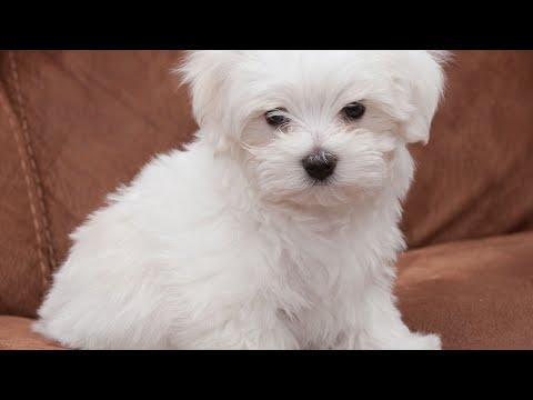 Maltese Dog Nutrition: Feeding Tips and Dietary Needs