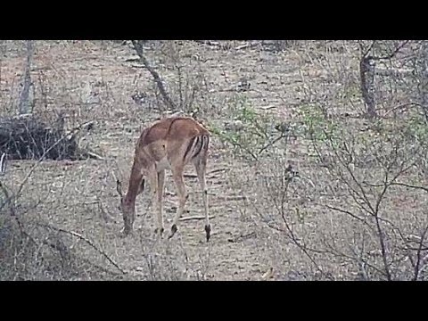 Djuma: Lone Impala female - 05:22 - 11/02/19