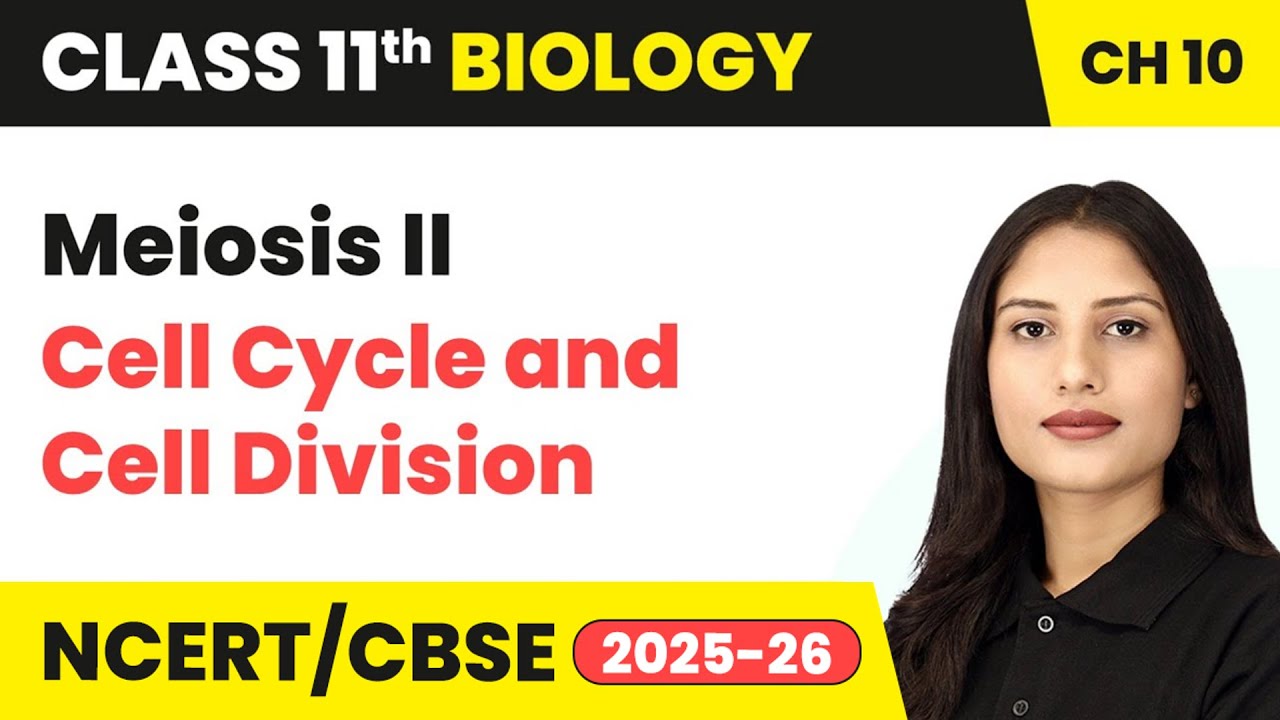Meiosis II - Cell Cycle and Cell Division | Class 11 Biology Chapter 10 | CBSE 2024-25
