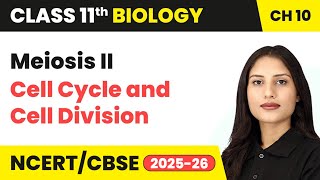 Meiosis II - Cell Cycle and Cell Division | Class 11 Biology Chapter 10 | CBSE 2024-25