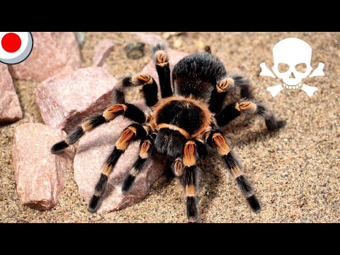 ブラジルで最も有毒なクモ