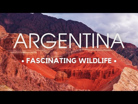 Wild Wonders of Argentina | Exploring the Rich Diversity of Wildlife | Travel Video