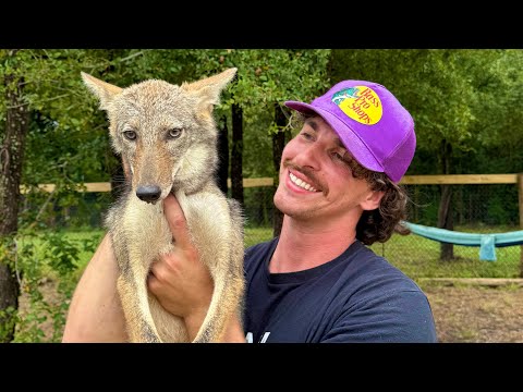 Catching the Coyote that Eats all My Chickens (By Hand)