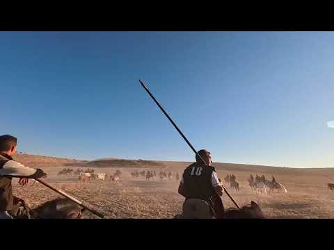 Ultimo encierro de campo de Cuellar en 2026