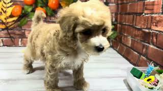 ハーフ犬の動画01