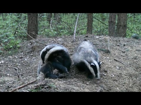 This is how badgers have fun after their work is done