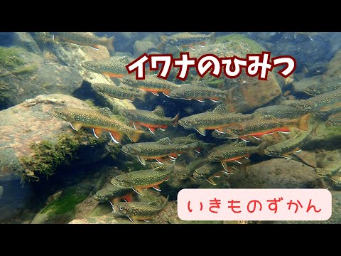 なぜツゲの蛾捕りを作るのですか？万全の予防！  庭園