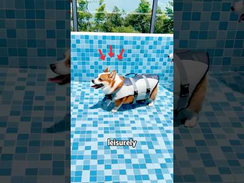 The dogs' reaction to different depths of the swimming pool!#funny#shorts