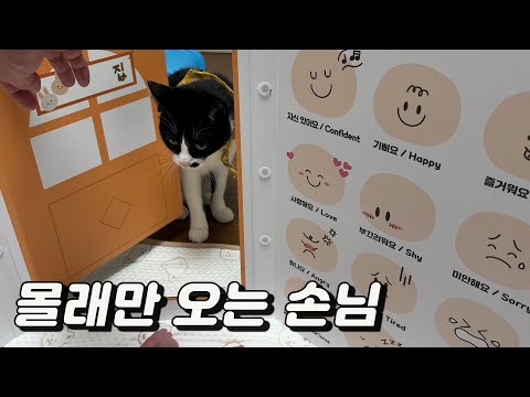 동생이 놀때만 몰래 방문하는 고양이 손님