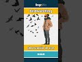birdwatching - observación de aves video thumbnail