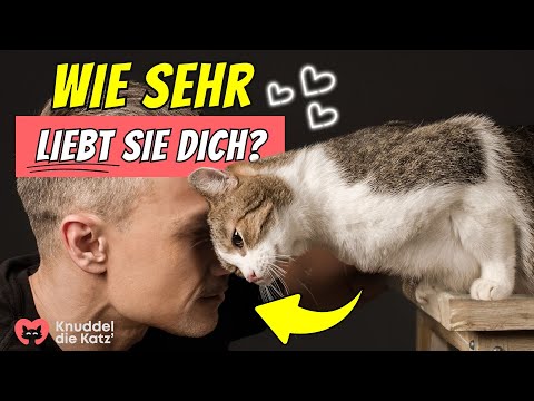 13 signs your cat loves you more than you think! 😭