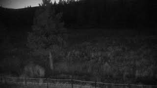 California · ACAC Meadow live stream