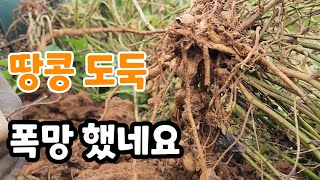 아직도 도둑 못잡아! 땅콩밭 폭망