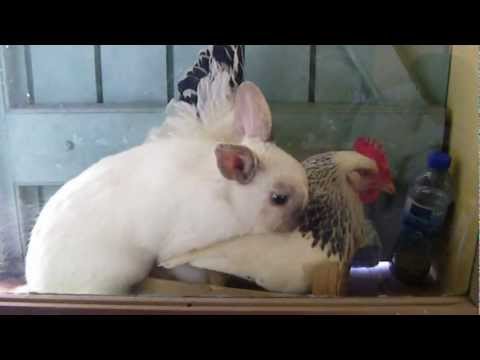 chaud lapin, renversant