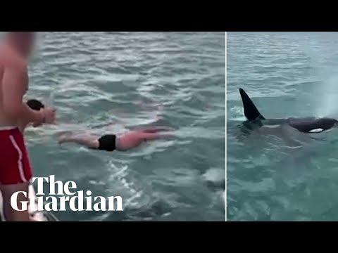 Man who attempted to 'body slam' an orca in New Zealand fined $600