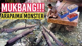 MUKBANG IKAN PREDATOR MONSTER DI MEGATANK BERISI ARAPAIMA 3M