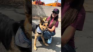 Video preview image #1 German Shepherd Dog Puppy For Sale in Pasadena, CA, USA